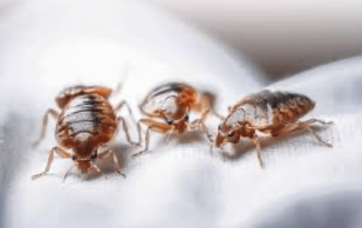 Photo de punaises de lit adultes en gros plan sur un matelas
