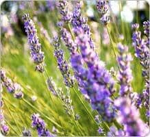 La lavande est-elle efficace contre la punaise de lit ?