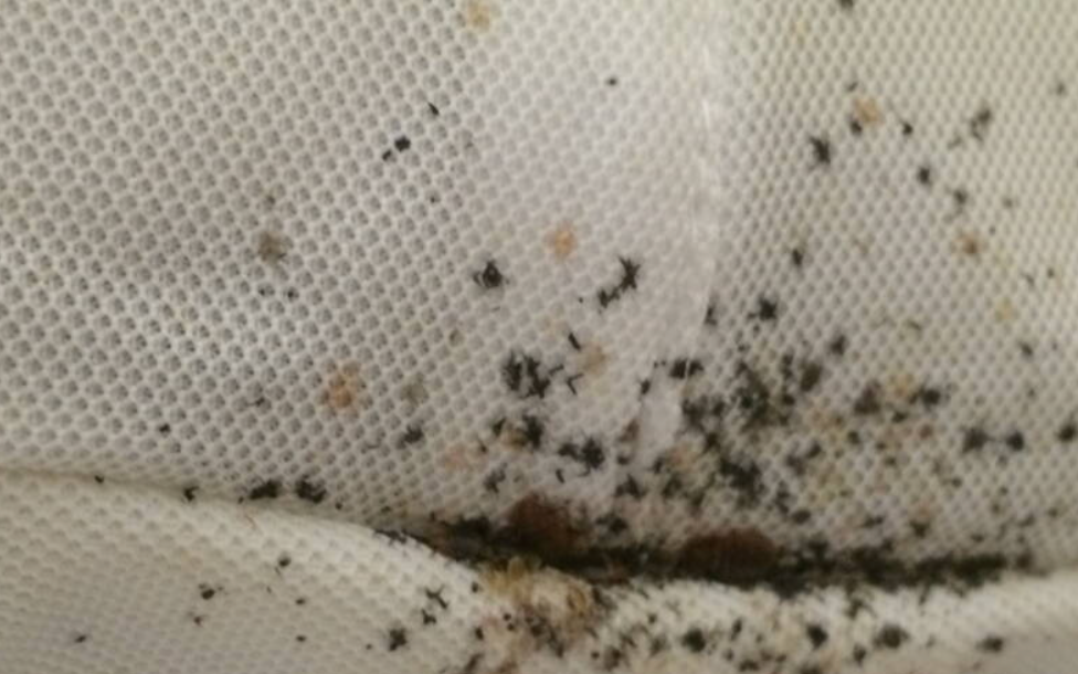 Traces de punaises de lit sur un matelas : taches noires et déjections dans les coutures