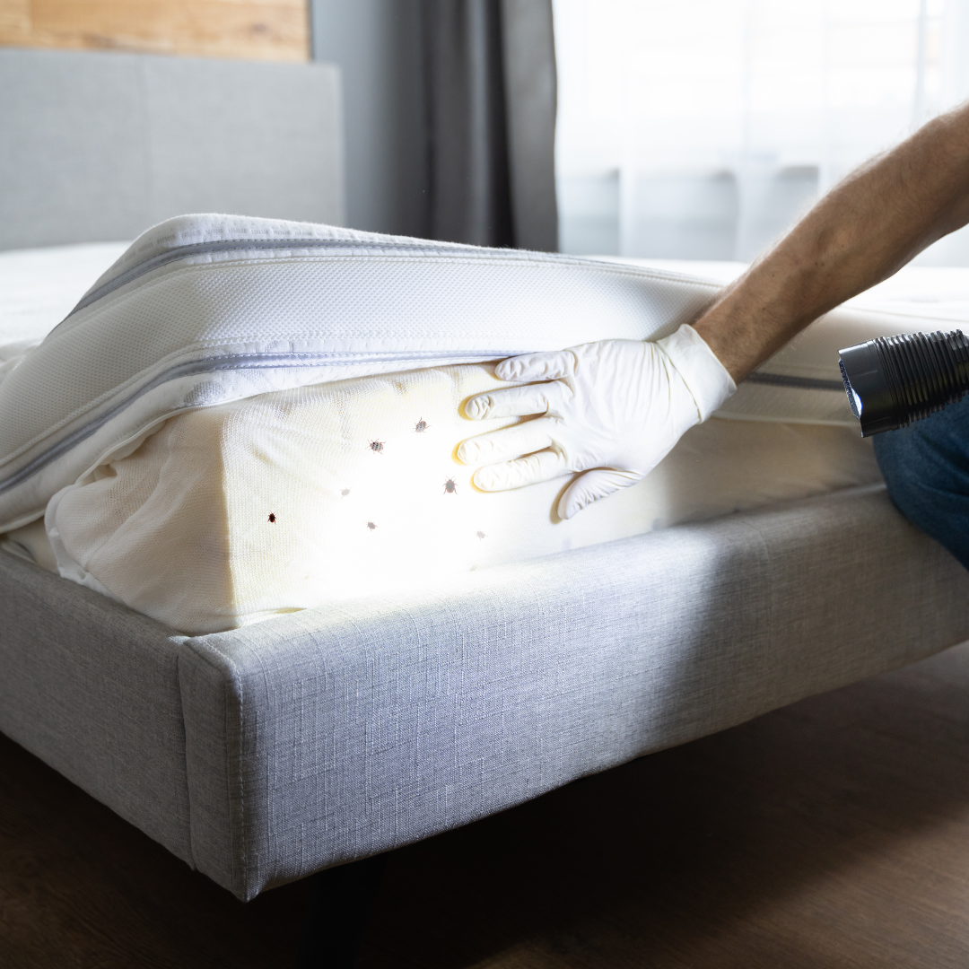 personne qui éclaire un matelas à la recherche de punaises de lit