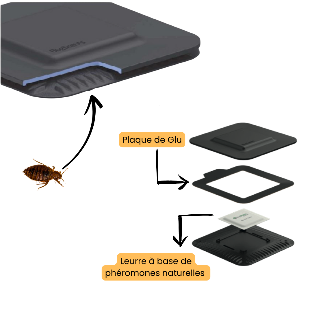 Bugscents pièges punaise de lit complet - Lot de 4