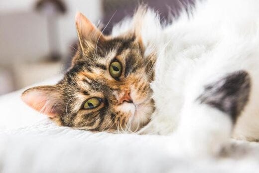 Votre chat et les punaises de lit : que faire et pourquoi ?