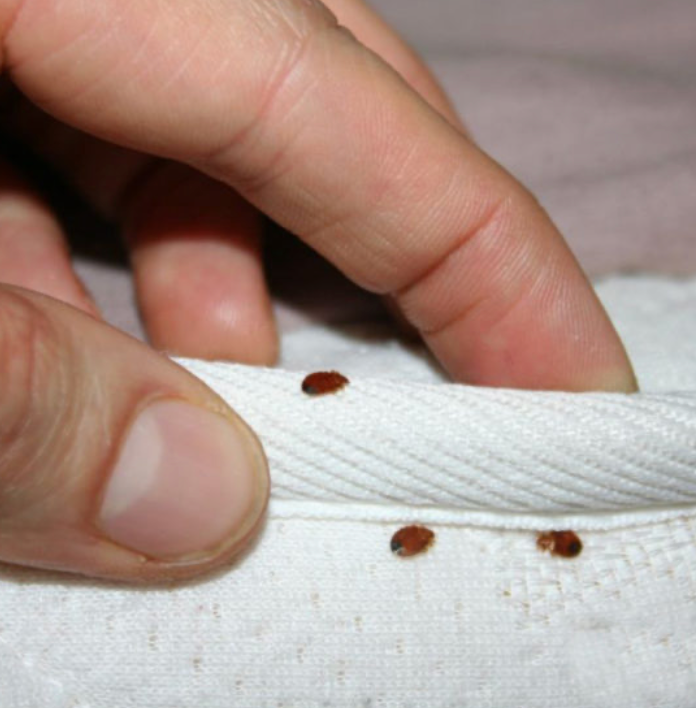 Comprendre les 4 stades d’infestation des punaises de lit
